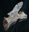 Diplodocus Caudal Vertebra - Dana Quarry #10107-5